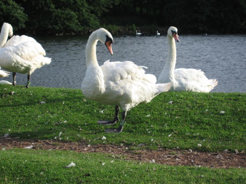 Arthur (13) swans